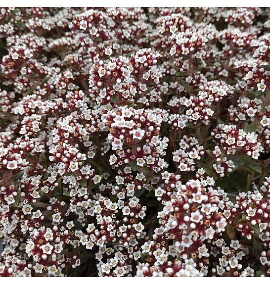 Crassula Schmidtti Sanne White Ø12