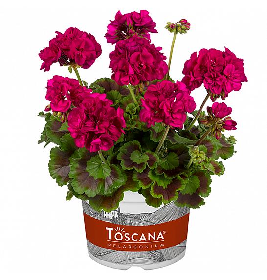 Pelargonium zon. Galaxy Lilac Ø12