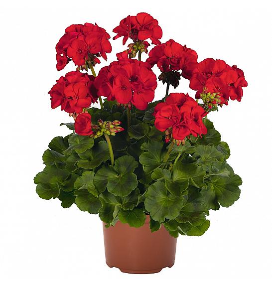 Pelargonium zon. Survivor Idols Dark Red  Ø12