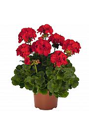 Pokončna pelargonija Survivor Idols Dark Red