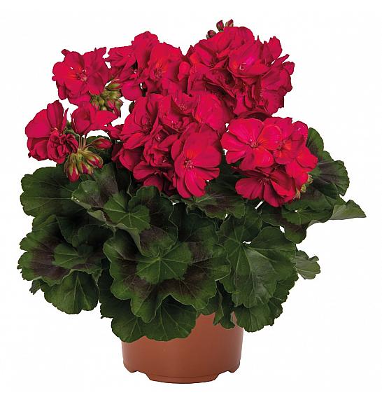 Pelargonium zon. Survivor Idols Neon Violet  Ø12