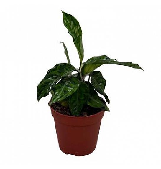 Aglaonema Pictum Tricolor; Ø10,5 cm