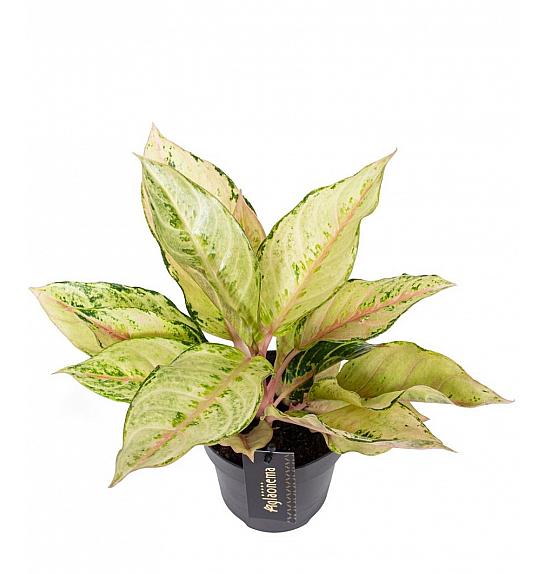 Aglaonema Chartreuse Pretty; Ø12 cm