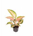 Aglaonema Eyecatcher