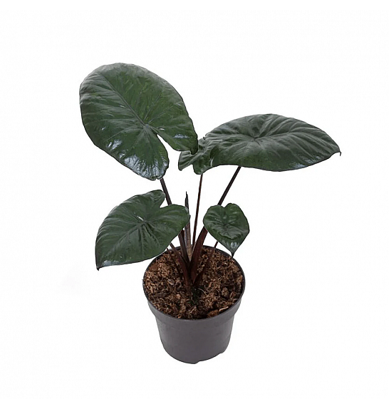 Alocasia Chocolate Green; Ø12 cm