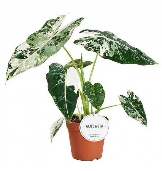 Alocasia Frydek variegata; Ø12 cm