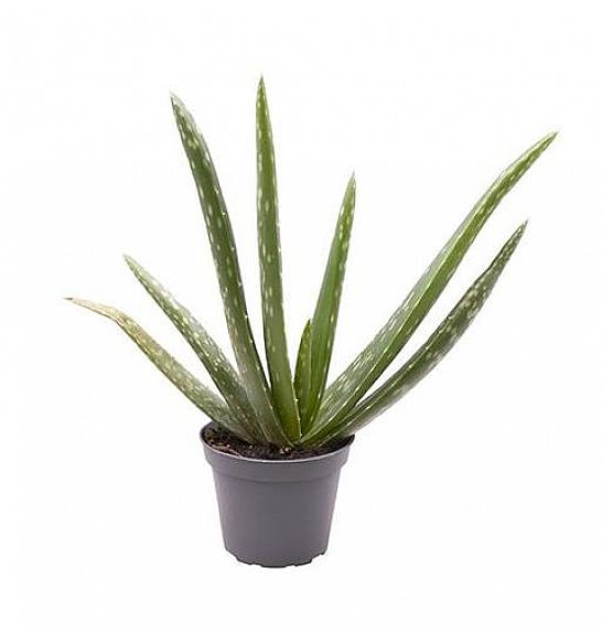 Aloe vera ; Ø6 cm