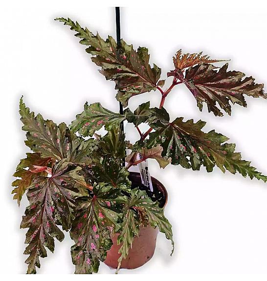 Begonia Serratipetala; Ø12 cm