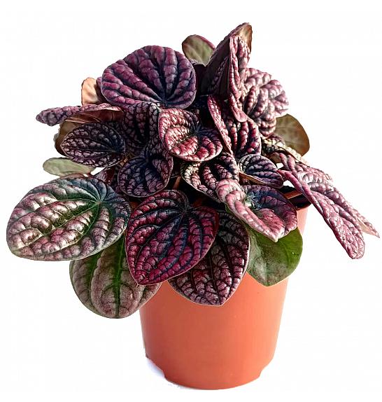 Peperomia Robella; Ø12 cm