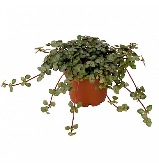 Pilea glaucophylla Greyzy; Ø12 cm