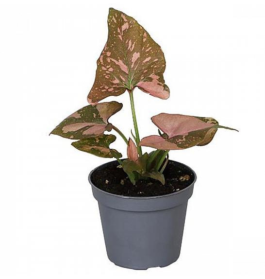 Syngonium Pink Splash; Ø6 cm