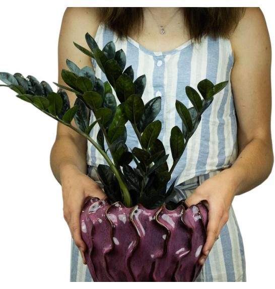 ZAMIOCULCAS; o17 RAVEN