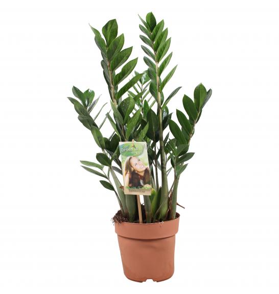 ZAMIOCULCAS; o17