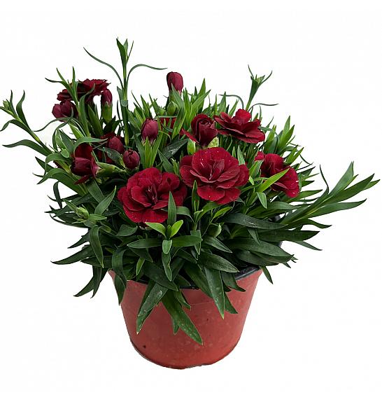 Dianthus hybrid Cherry Red Ø14 cm