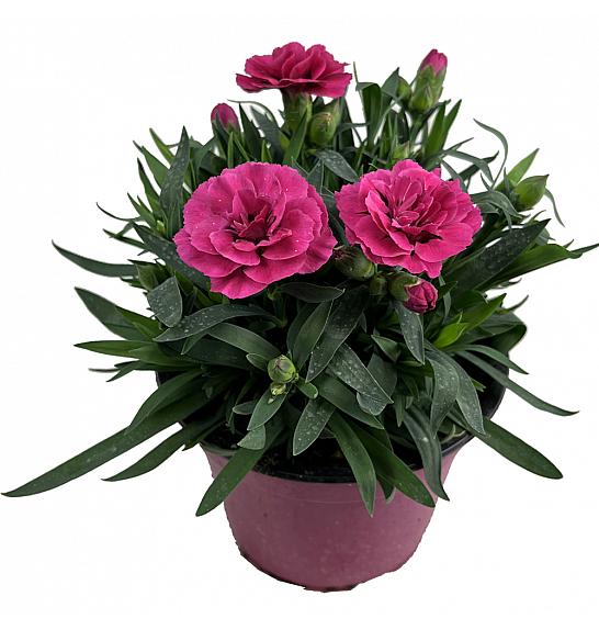 Dianthus hybrid Dark Pink Ø14 cm