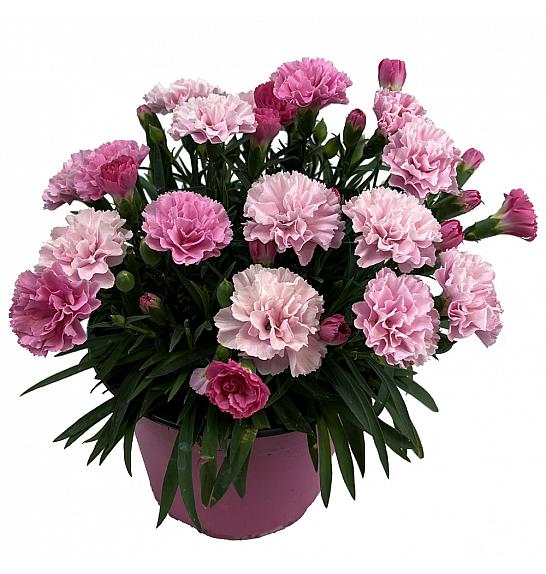 Dianthus hybrid Double Pink Ø14 cm