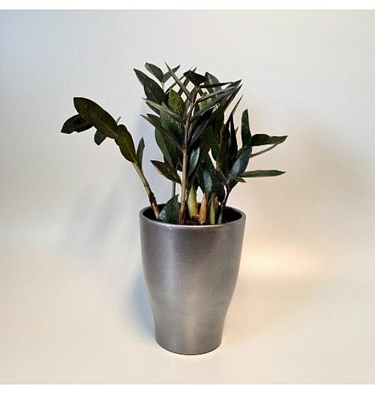 Zamioculcas: Ø14 Raven