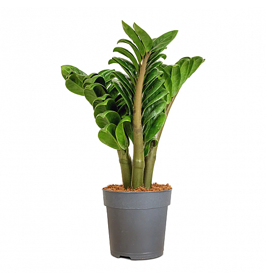 Zamioculcas zamiifolia Zenzi; o9 cm