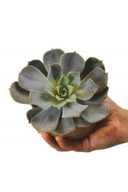 Sukulenta Echeveria