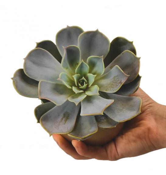 SUKULENTE ECHEVERIA MIX; o10