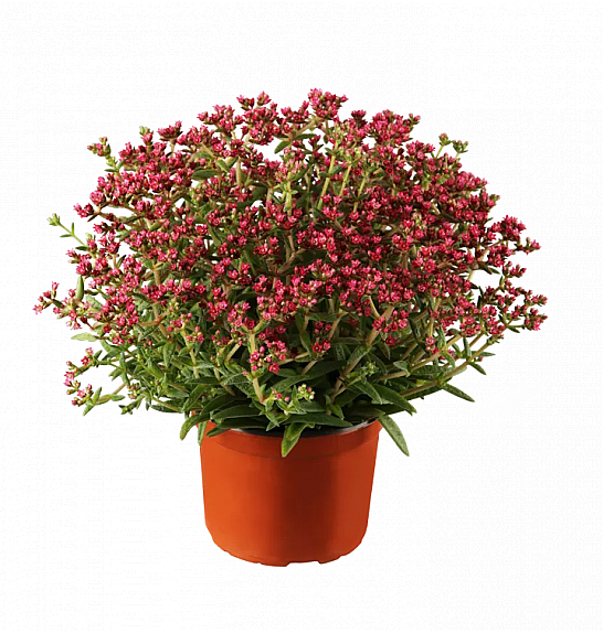 Crassula Schmidtti Alpha Red Ø12