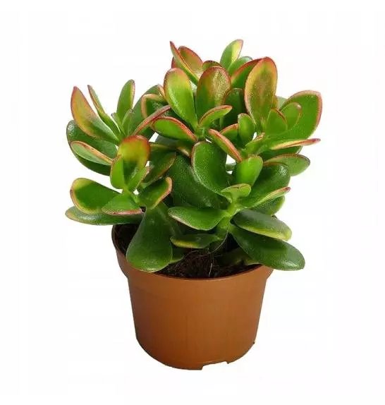 SUKULENTE CRASSULA OVATA MIX; o12