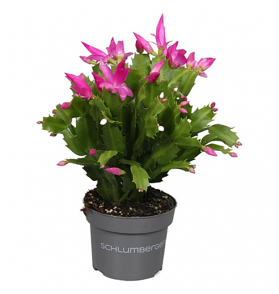 Schlumbergera ; o9