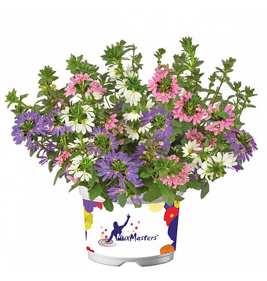 Scaevola Fancy MixMasters Fantasy Ø10,5