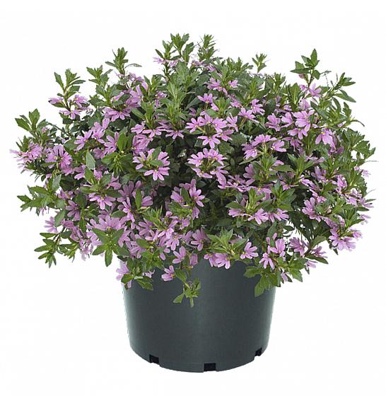 Scaevola Fancy Pink Ø10,5