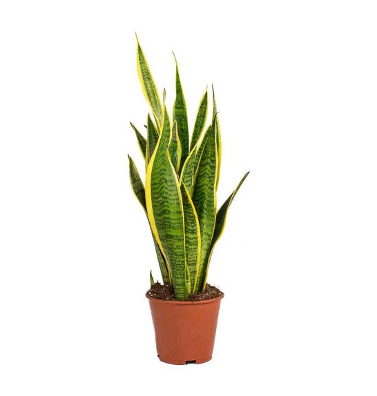 SANSEVERIA LAURENTII; o15