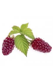 Loganberry