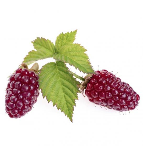 Rubus idaeus x fruticosus Loganberry C2 Lit. 40-60 cm (25232)