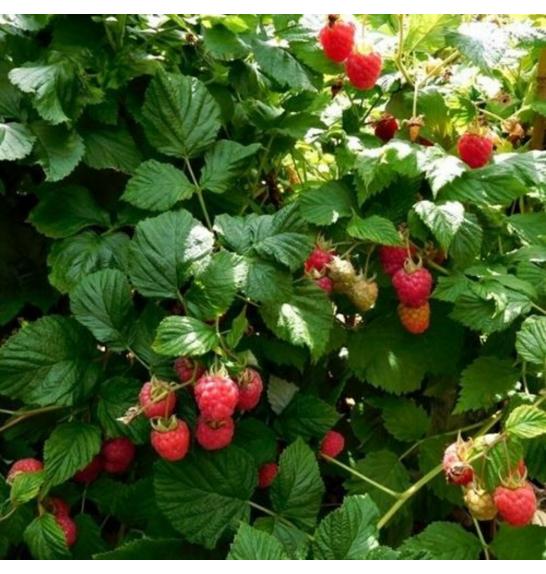 Rubus idaeus Ruby Beauty C5 Lit. 40-60 cm