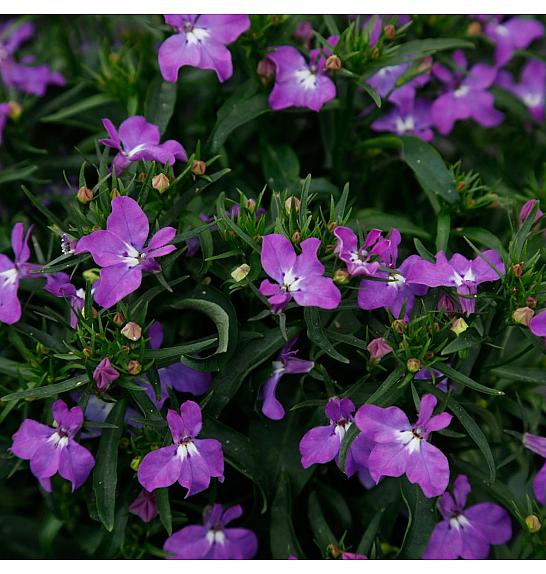 Lobelia Bella Purple Ø10,5