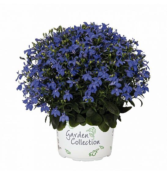 Lobelia Bella Azzure Ø10,5