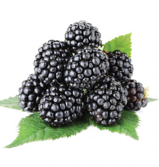 Rubus fruticosus Thornfree C2 Lit. 40-60 cm