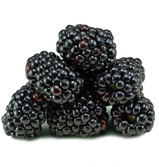 Rubus fruticosus Black Satin C2 Lit. 40-60 cm