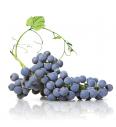 Namizno grozdje Zafira