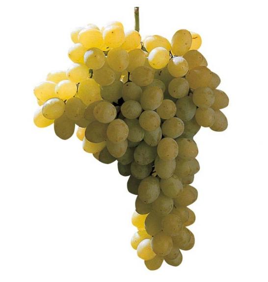 Vitis  vinifera Sultanina Bianca C4 Lit. 125-150 cm