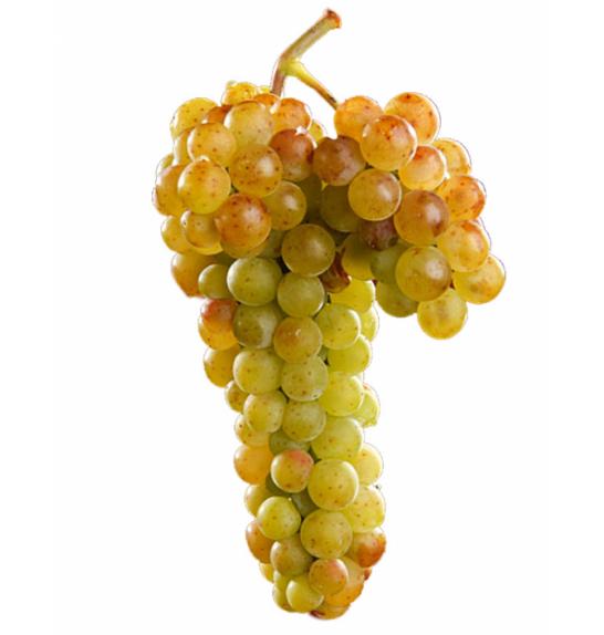 Vitis vinifera Moscato Bianco C4 Lit. 125-150 cm