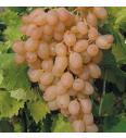 Namizno grozdje Corniola