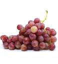 Namizno grozdje Coralla