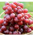 Namizno grozdje Apirena rossa