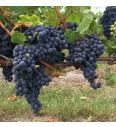 Namizno grozdje Apirena nera
