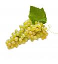 Namizno grozdje Apirena bianca