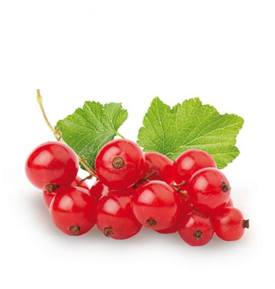 Ribes rubrum Jonkheer van Tets C2 Lit. 40-60 cm (30163)