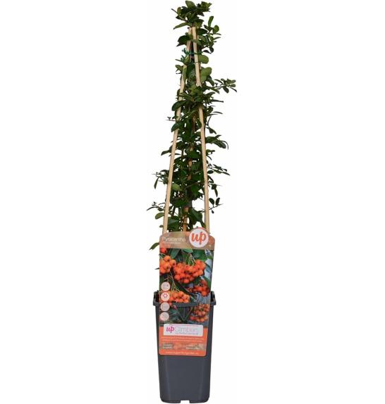 Pyracantha coccinea Orange Glow C2 Lit. 40-60 cm