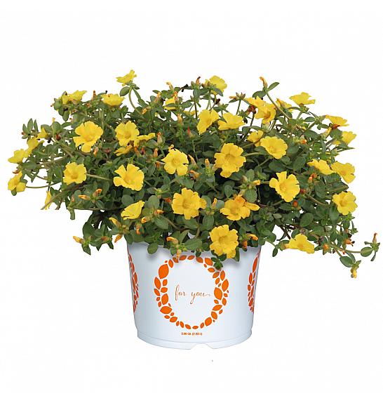 Portulaca Cupcake Yellow Ø10,5