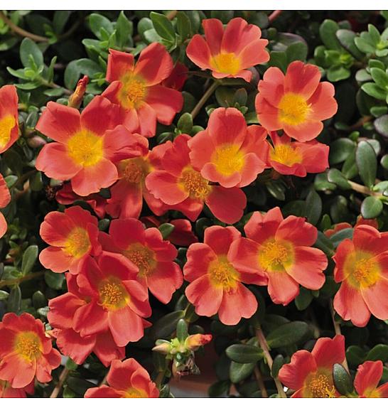 Portulaca Cupcake Carrot Ø10,5