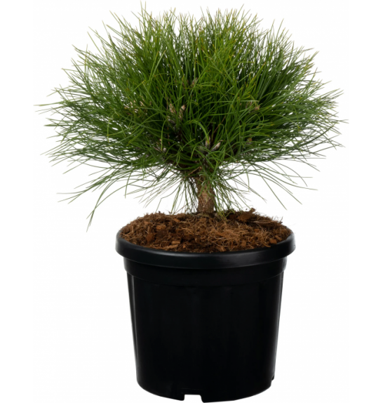 Pinus nigra Marie Bregeon® C6 Lit. 20-30 cm Krogla